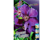 Clematis Polish Spirit 462 �. �� 5 ��.jpg