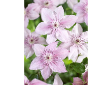 Clematis Pink Fantasy 462 �. �� 5 ��.jpg