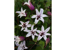Clematis Princess Kate 1134,8 �. �� 5 ��.jpg