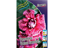 Clematis Purpurea Plena Elegans 547,10 �. �� 5 ��.jpg