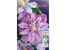 Clematis Rajamuffin 547,10 �. �� 5 ��.jpg
