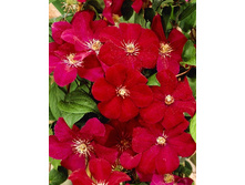 Clematis Rouge Cardinal 462 �. �� 5 ��.jpg