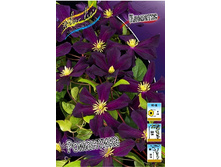 Clematis Romantika 547,10 �. �� 5 ��.jpg