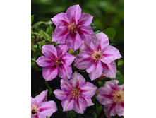 Clematis Sealand Gem 436,5 �. �� 5 ��.jpg