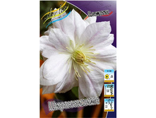 Clematis Shirayukihime 547,10 �. �� 5 ��.jpg