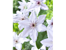 Clematis Snow Queen 462 �. �� 5 ��.jpg