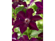 Clematis Stasik NEW 547,10 �. �� 5 ��.jpg