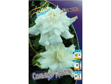 Clematis Sylvia Denny 332,8 �. �� 3 ��.jpg