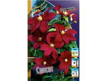 Clematis Sunset 547,10 �. �� 5 ��.jpg