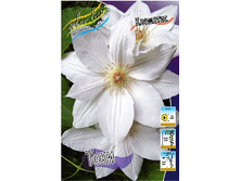 Clematis Toki 332,8 �. �� 3 ��.jpg