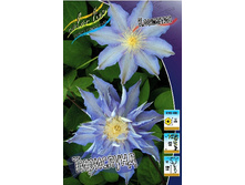 Clematis Thyrislund 547,10 �. �� 5 ��.jpg