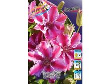Clematis Tudor 547,10 �. �� 5 ��.jpg