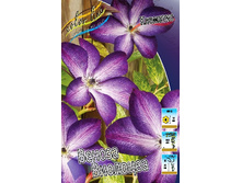 Clematis Venosa Violacea 547,10 �. �� 5 ��.jpg