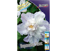 Clematis Veronicas Choice 332,8 �. �� 3 ��.jpg