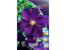 Clematis Viola 547,10 �. �� 5 ��.jpg