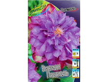 Clematis Vyvyan Pennel 547,10 �. �� 5 ��.jpg