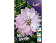 Clematis Violet Elizabeth 332,8 �. �� 3 ��.jpg