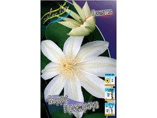 Clematis Wadas Primrose 547,10 �. �� 5 ��.jpg