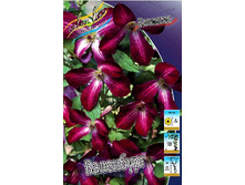 Clematis Walenburg 581,1�. �� 5 ��.jpg