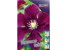 Clematis Warszawska Nike 436,5 �. �� 5 ��.jpg