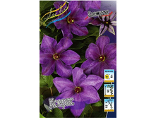 Clematis Xerxes 462 �. �� 5 ��.jpg