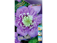�lematis Blue Light 649,10 �. �� 5 ��.jpg