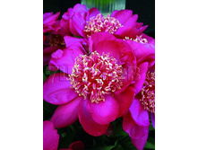 Paeonia-Barrington-Belle.jpg