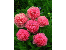 Paeonia-Rosea-Plena.jpg