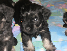 ����� �� ��� � ������� 8 ���� 001.jpg