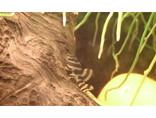 L-080 ���ԣ�, �������14