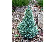 135,7���. ��� Picea glauca Blue Wonder.jpg