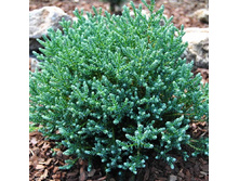 64,4���. ����������� Chamaecyparis thyoides Blue Rock.JPG