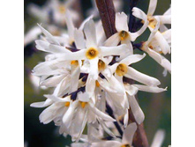 ������������� ��������� ����� �����