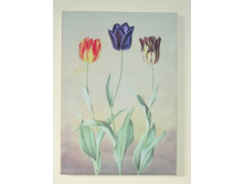 ��� ��������.jpg