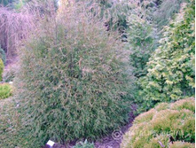 76���. ��� Thuja occidentalis Ohlendorffii.jpg