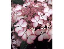 290���. ��������� �������������� ������ ����.jpg