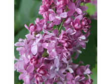 238���. ������ ������������ ������ �����������.jpg