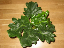 ����������� Atom (selloum Dwarf)- 250- 350  ���.