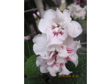 DS-���������