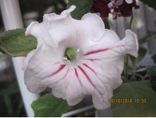 DS-��������� �����