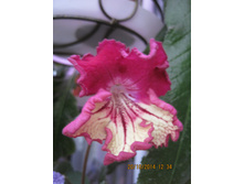 DS-���� �����