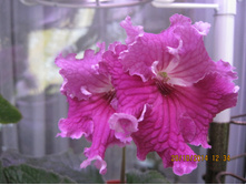 DS-���������