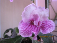 DS-�������