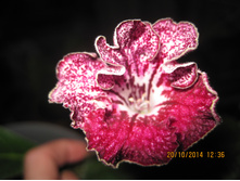 DS-������ ���������