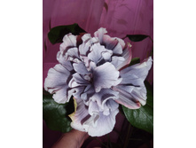 �������� Marianne Charlton