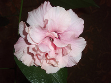 �������� �����-�������