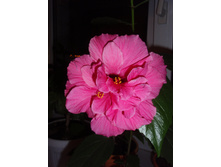 �������� �����-�������