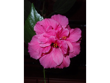 �������� �����-�������