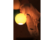 ���������� ���������)