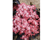 221���. ������ ޣ���� ���� �����.jpg